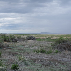 Patricia Wolf — Malheur Wildlife Refuge: Late Spring