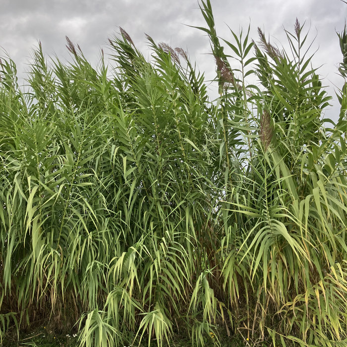 Distant Reeds WINDVege_wind blowing through Arundo Donax giant reed, stong gusts ...
