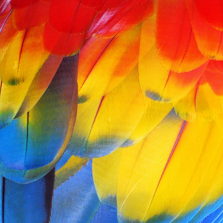 'Avian Majesty' | ΞLə☪ŧrɹ¡ᑦ ∑gビᑭ⏄ | G.R.D. Remote Tropics Division