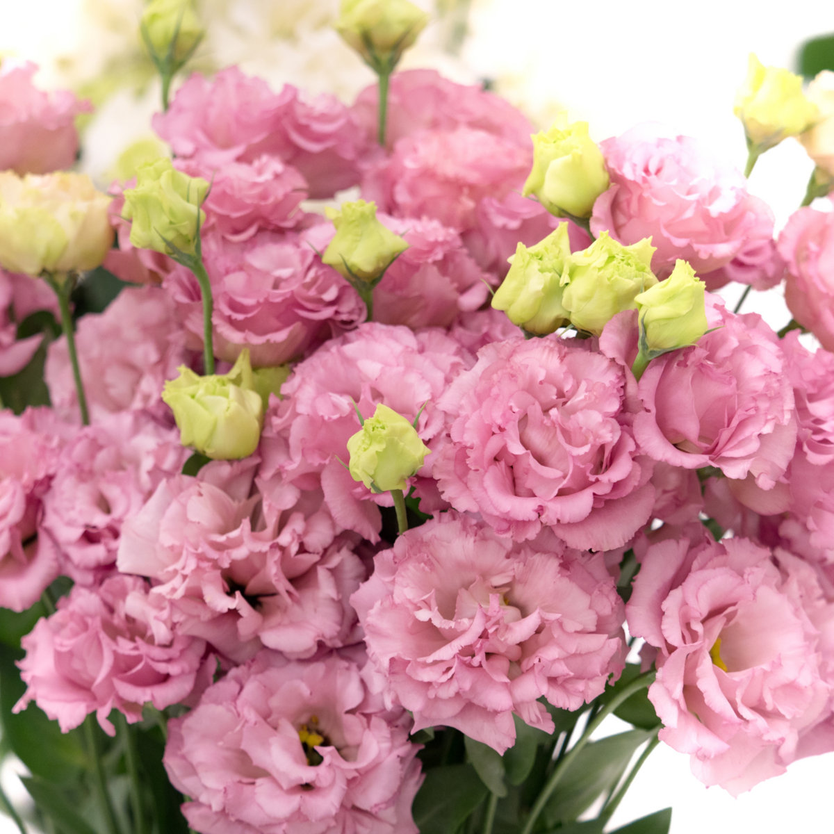 eustoma plants | nomsa112