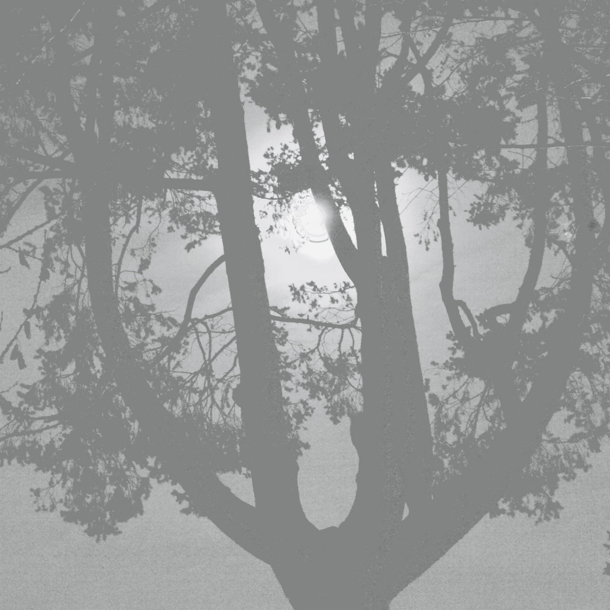 Moon Trees by the Lake