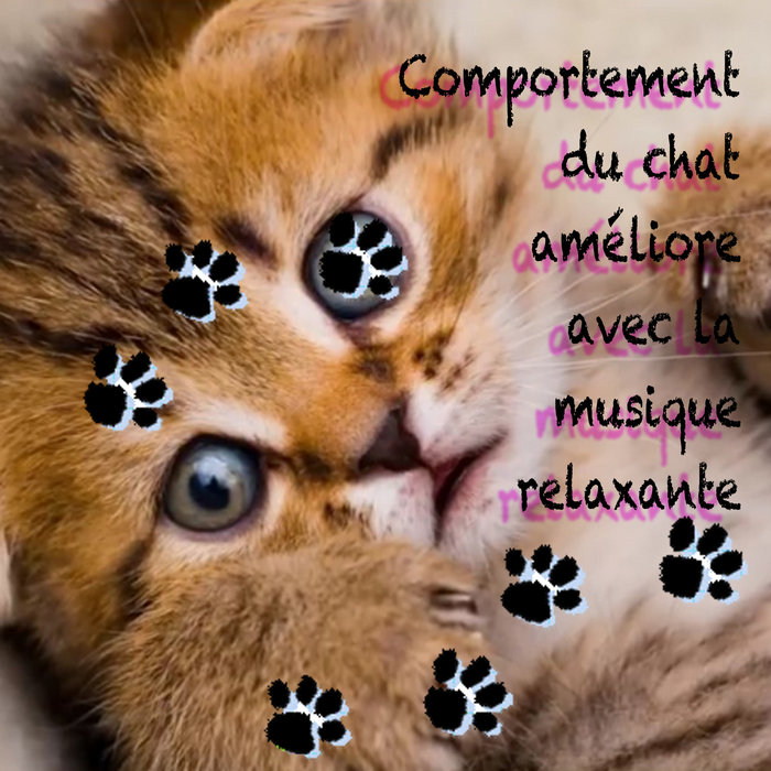 Arretez Votre Chat A Macher Des Cables Et Gratter Avec Cette Musique Apaisante Anabasis Recordings