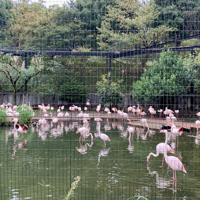 多摩動物公園 - フラミンゴ【HPL】 | miduno | Nature Sound Effect