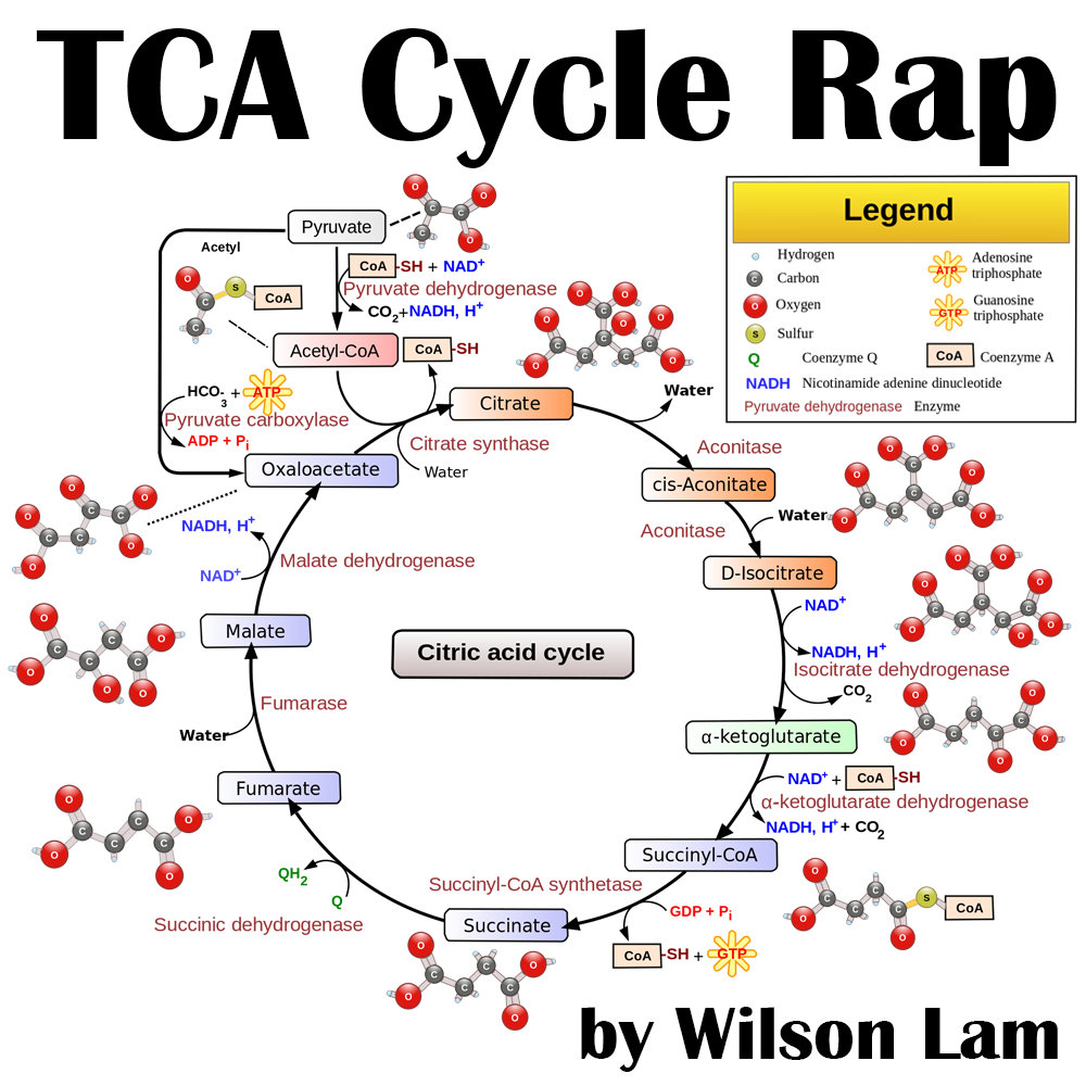 TCA (Kreb's) Cycle Rap (Thrift Shop Parody) Wilson Lam