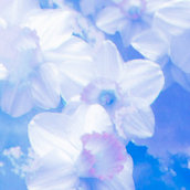 days of blue skies - Forgiveness of the Former (2022)