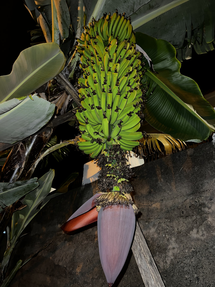 洋楽 NINOS DU BRASIL/NOVOS MISTERIOS Novos Misterios | Ninos Du Brasil