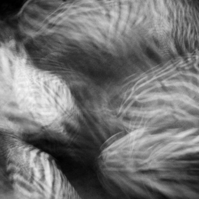 Nodes | Lemna