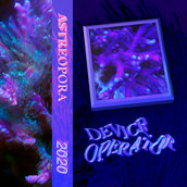 device operator - astreopora (2020)