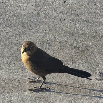 Messiaen - O Sacrum Convivium