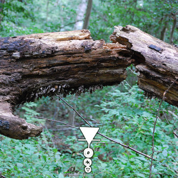 Phyllomedusa - Tonk Camor Strain The Ceiquic Anuran Thousand Phyllomedusa - Tonk Camor Strain The Ceiquic Anuran Thousand