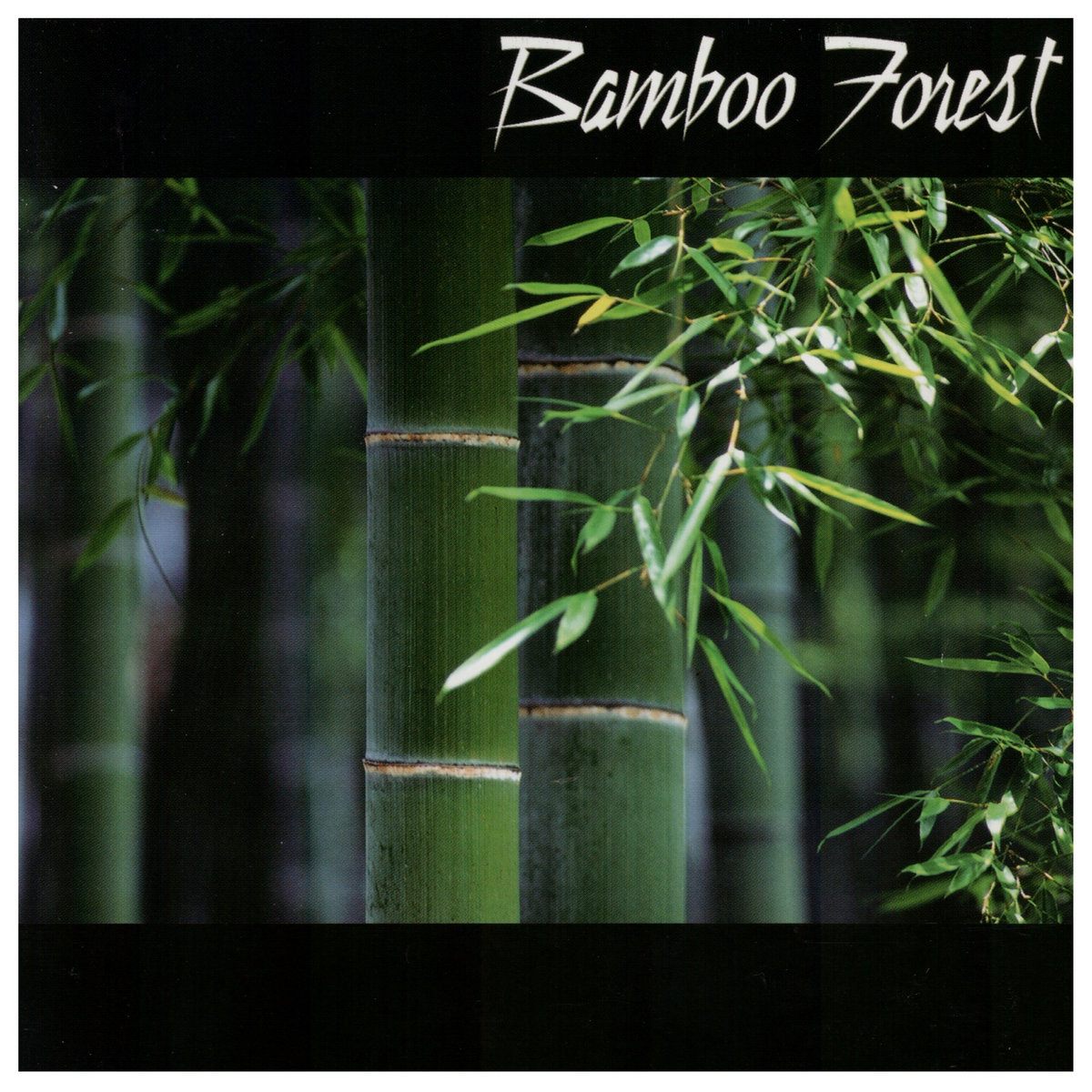 Bamboo Forest | Bamboo Forest