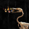 Ribcage(Re-Released)