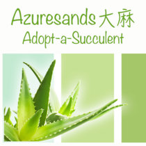 Adopt-A-Succulent cover art