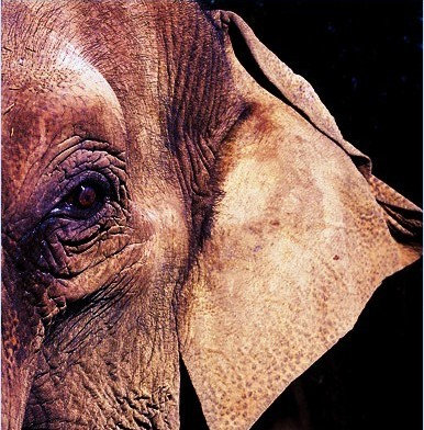 7Elephants cover