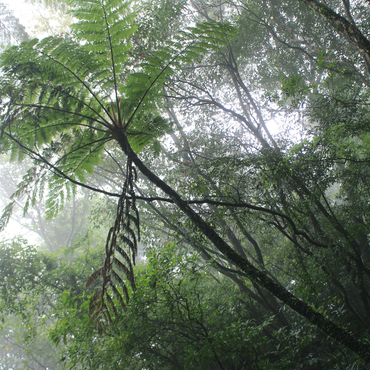 The Ancient Forest X | Chihei Hatakeyama | White Paddy Mountain