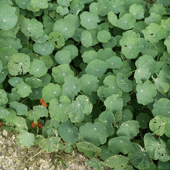 garden varieties (or, songs for Loren Connors)