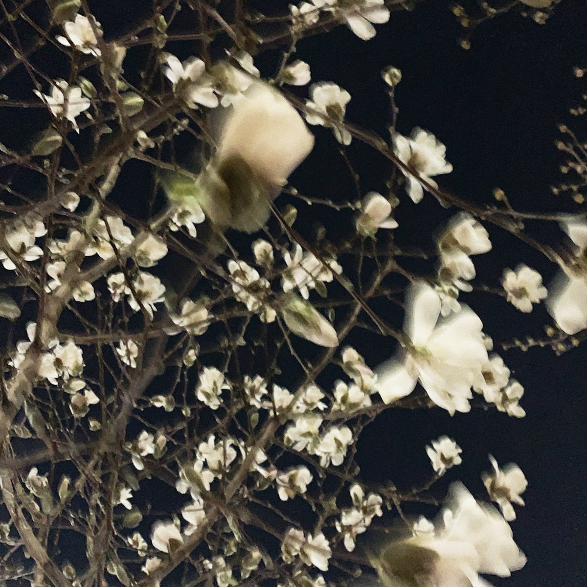 Whodunnit by Adeline Hotel