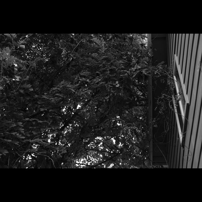 Dry Flower Elijah Knutsen OMODARU