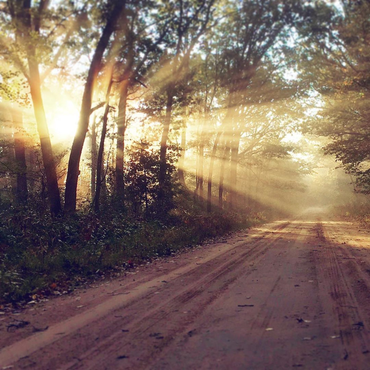 The Woods