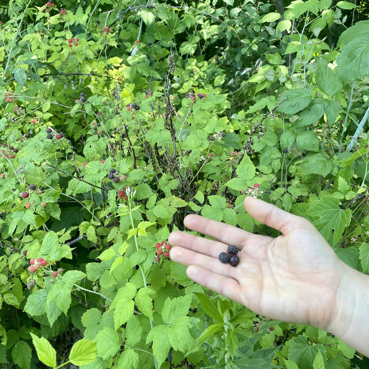 a slightly out-of-focus hand gingerly holds three tiny black raspberries in front of an extremely vibrant green berry patch encountered in the woods