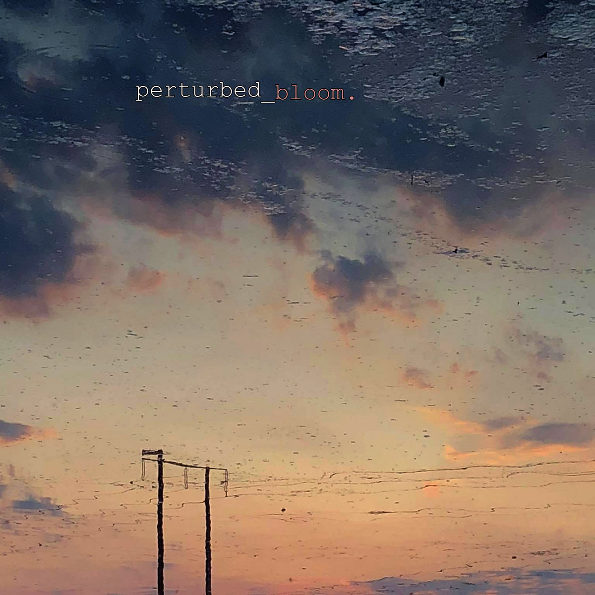 bloom. cover