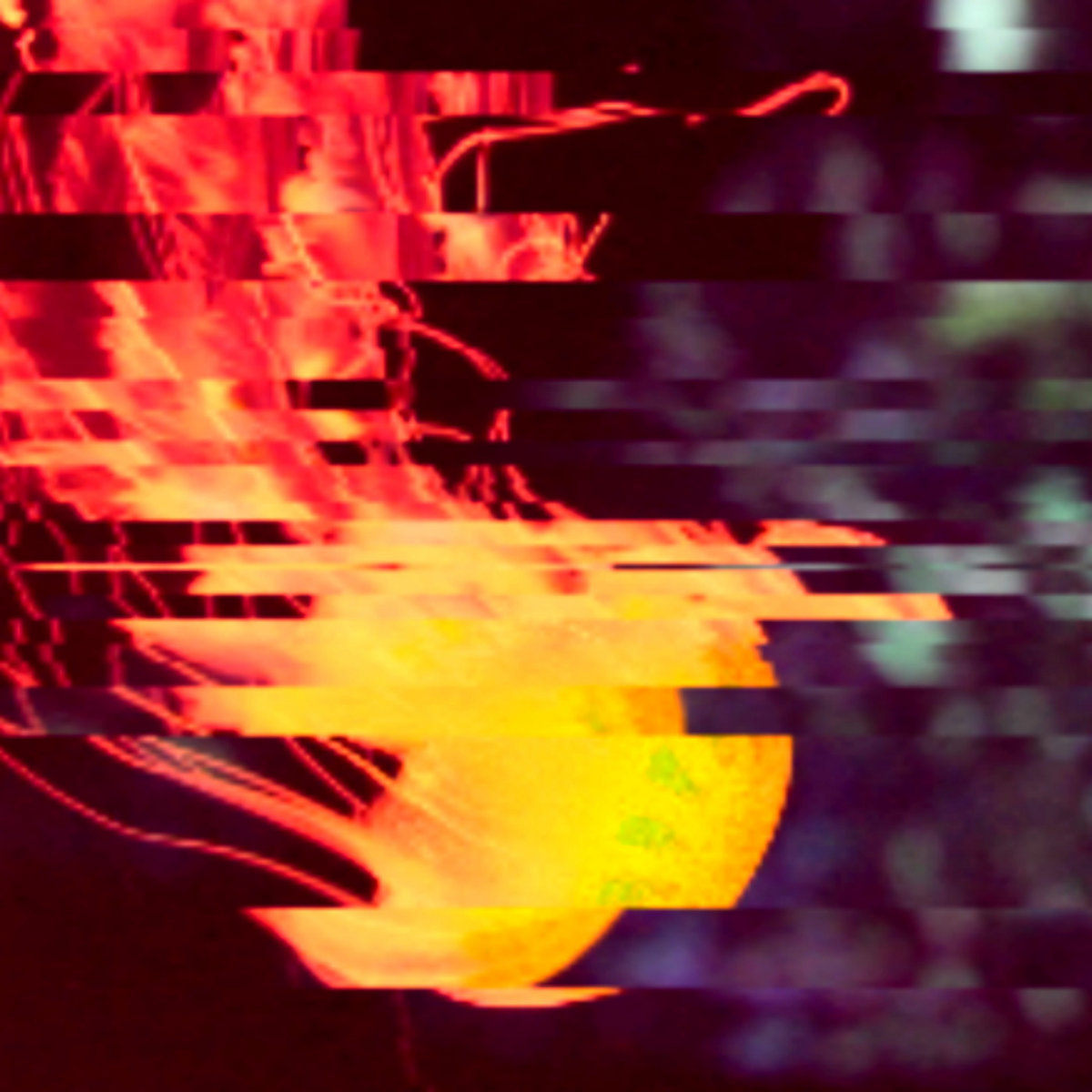 CHIRONEX FLECKERI 3POLAR