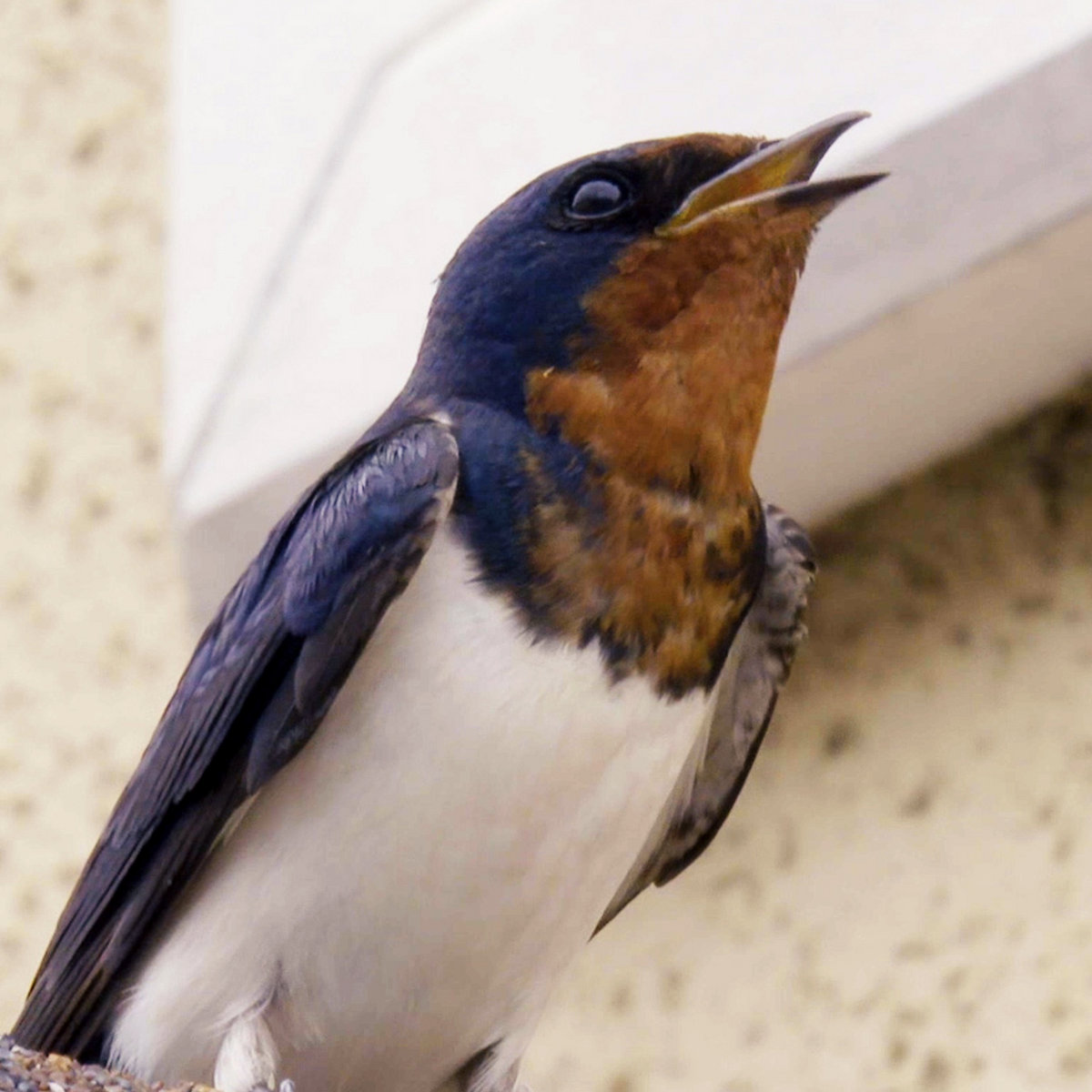 ツバメ鳴き声 つばめプロ