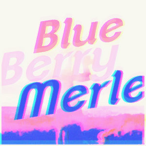 Blue Berry Merle cover