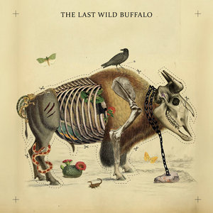 The Last Wild Buffalo — The Last Wild Buffalo