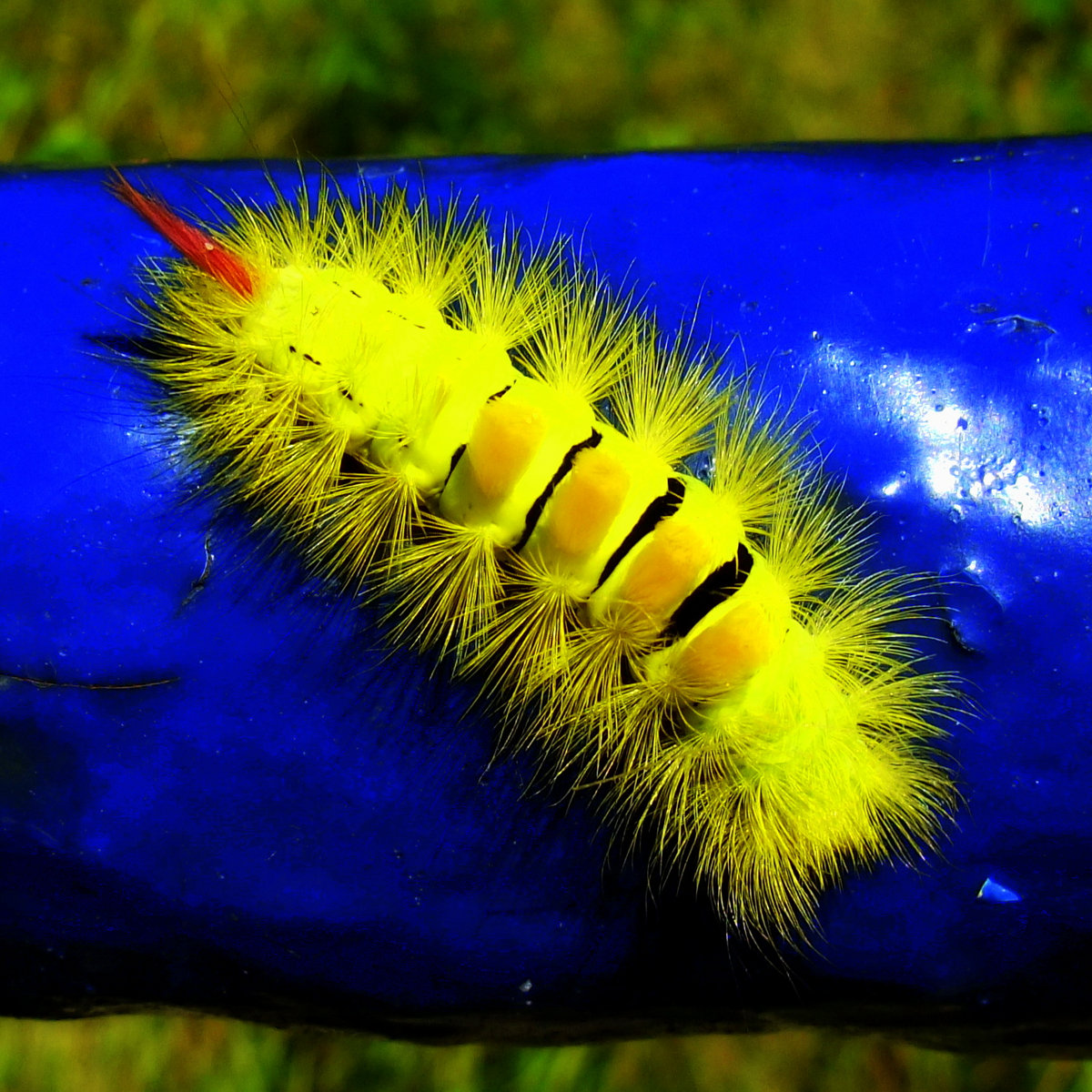 caterpillar-yankel-muromachi