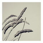asymmetry