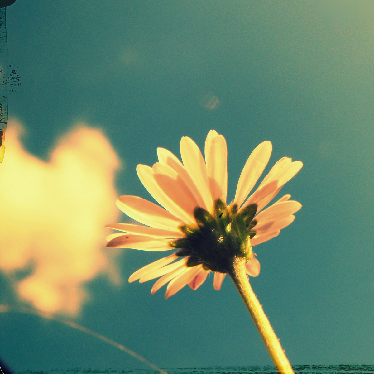 Sunlight cover
