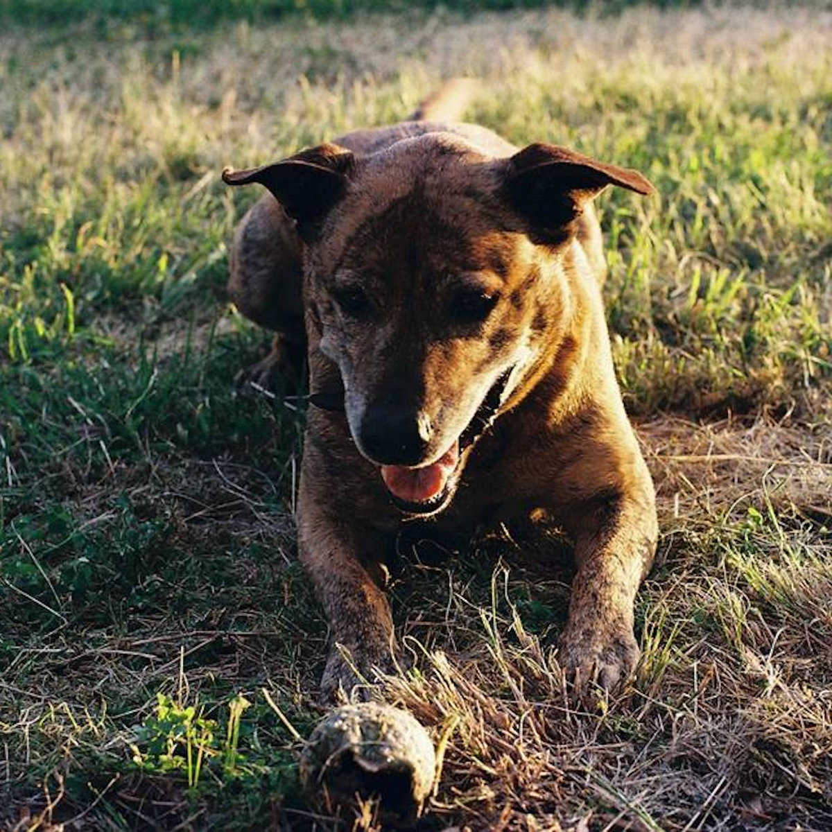 Leroy Montana Wildhack