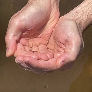 catching minnows cover