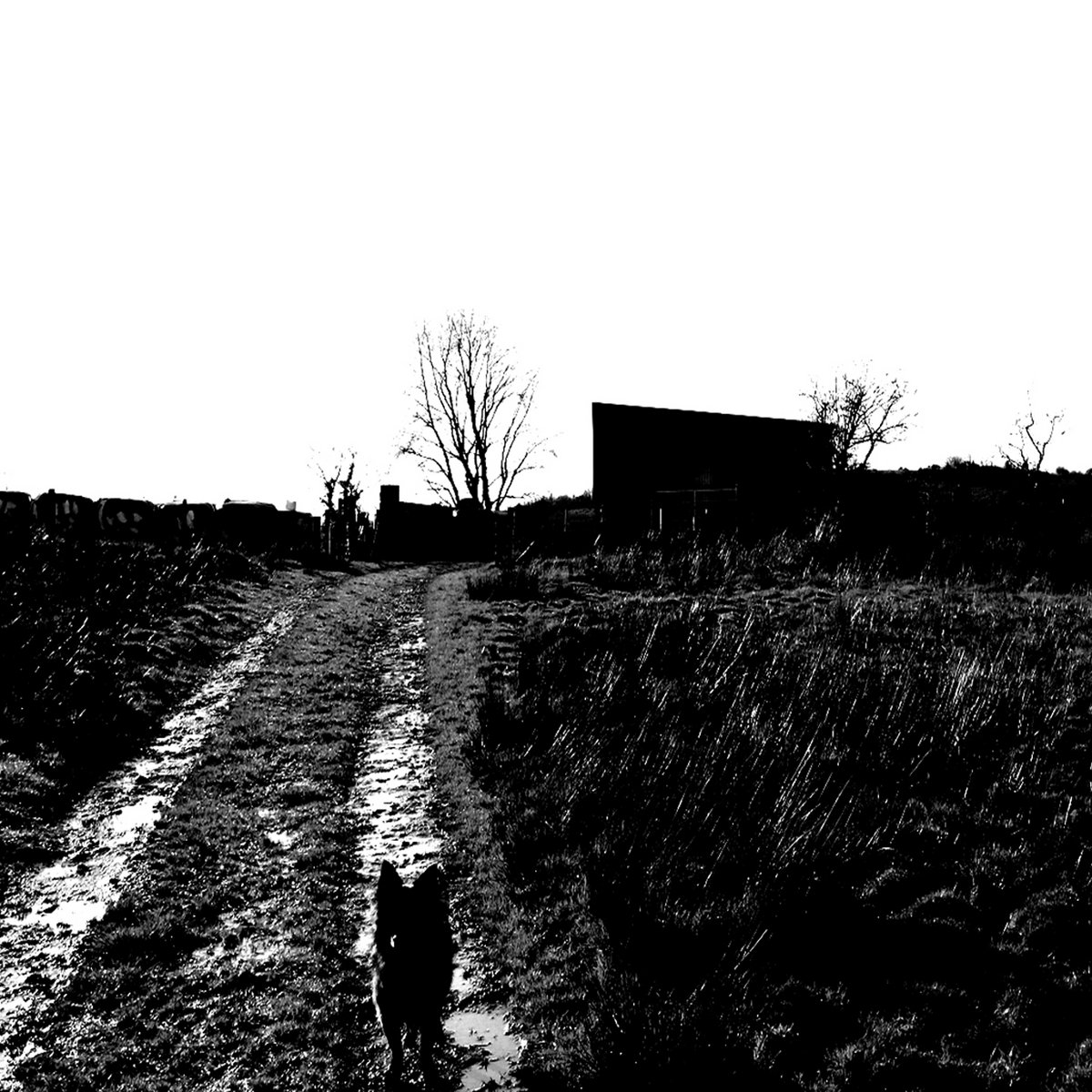 Dead Pastures cover