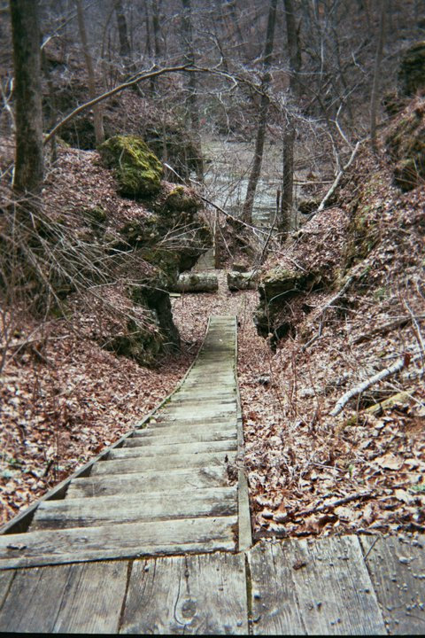 Ancient Forest | Ancient Forest