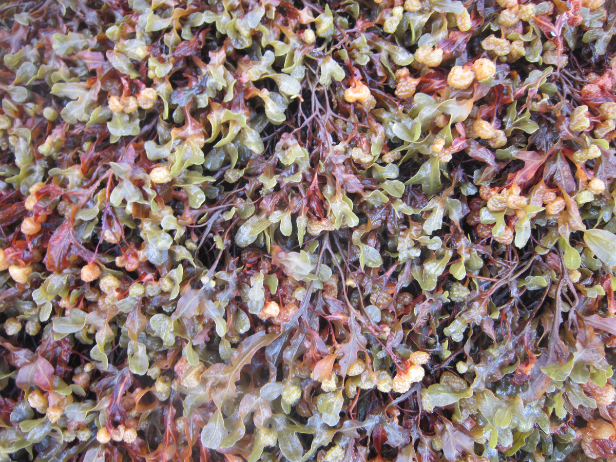 Natural World | Laurence Crane | Another Timbre