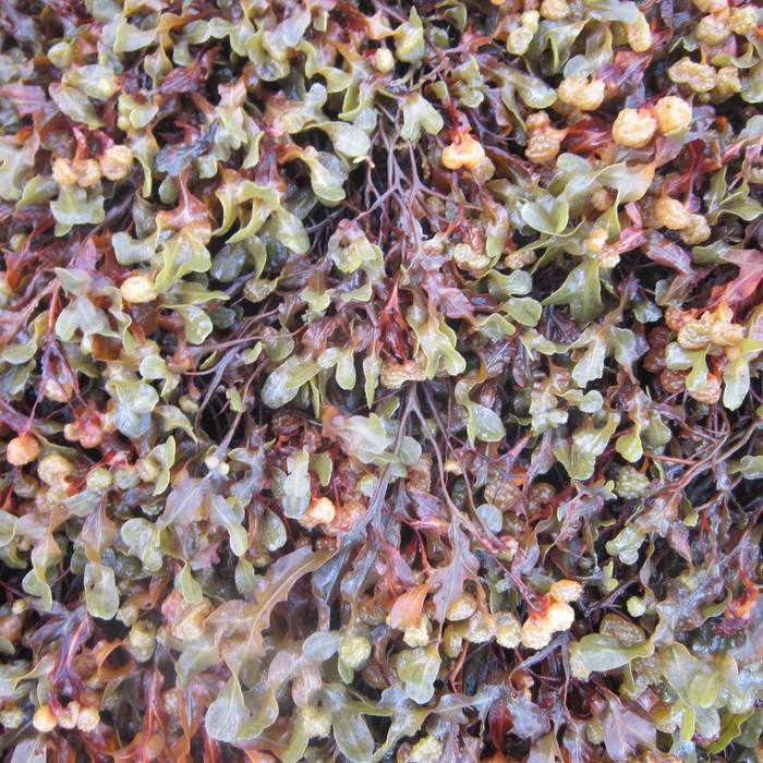 Natural World | Laurence Crane | Another Timbre