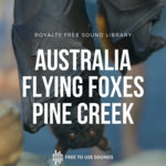 Flying Foxes Sounds-World Largest Bats During Morning