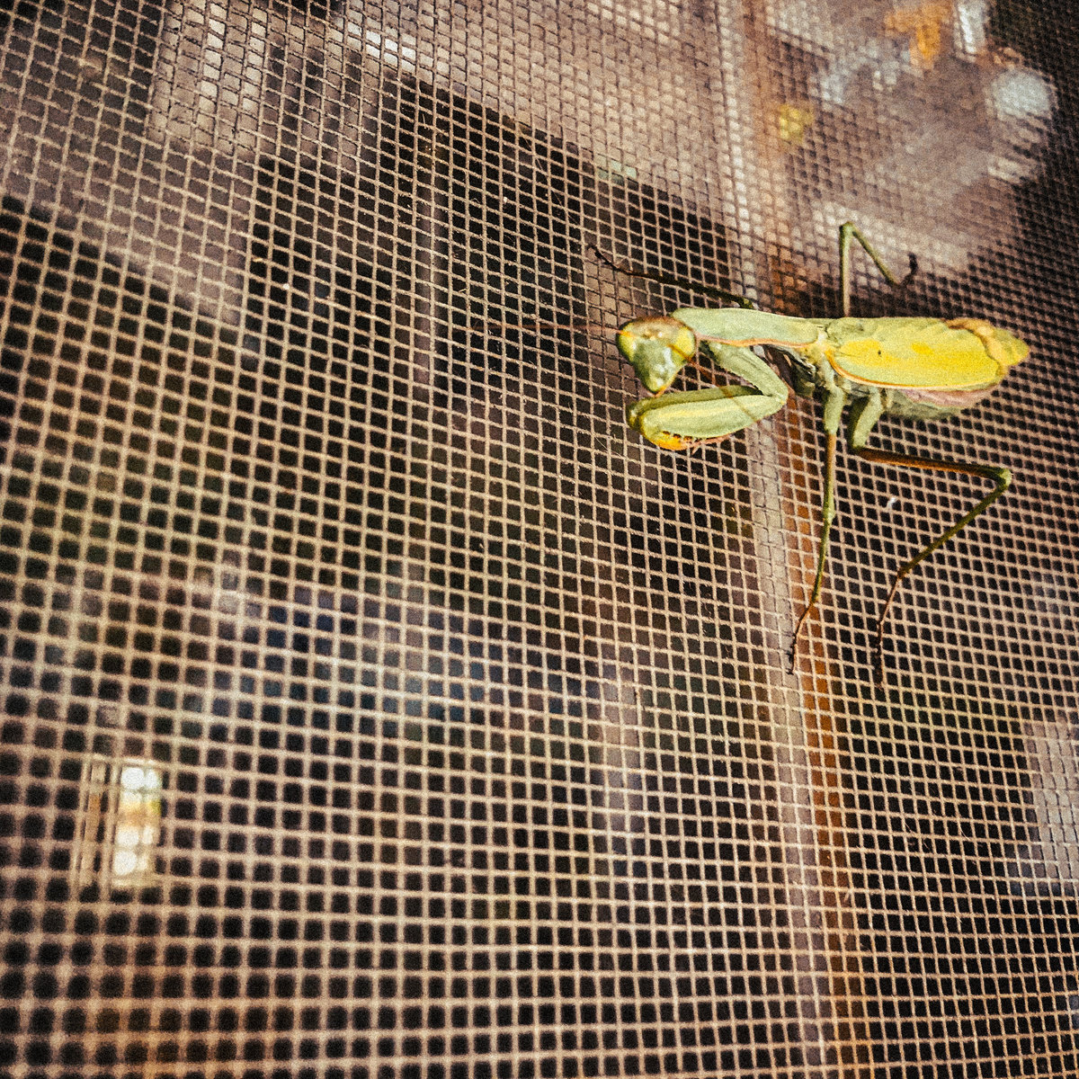 Pavel Richter – Mother Nature