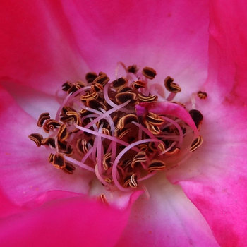 Inside The Rose (EP) by Antön Samförd