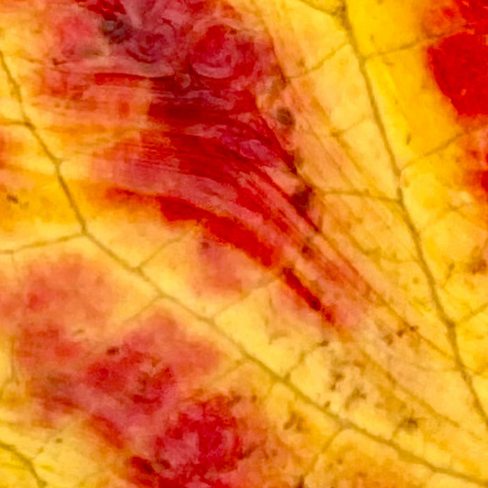 Karel Zeman Live at ZORO Leipzig 2008 saltrope