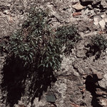 Overgrowth