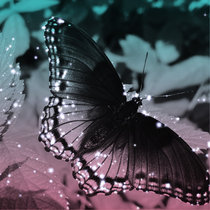 Silver Butterfly cover art