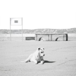 Stray cover