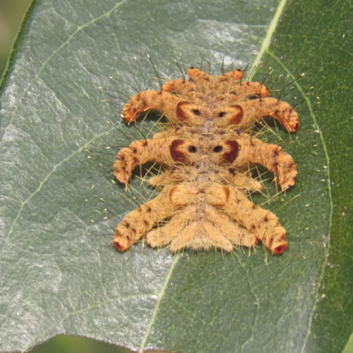 Guling Guling Insect keep humming in my ear | everyone is a dead star whose light only just ...