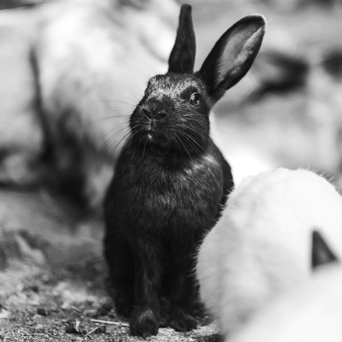 Black Rabbit | Elysian Shift