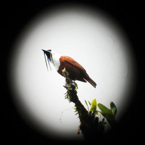 Akimbo — The Three-Wattled Bellbird