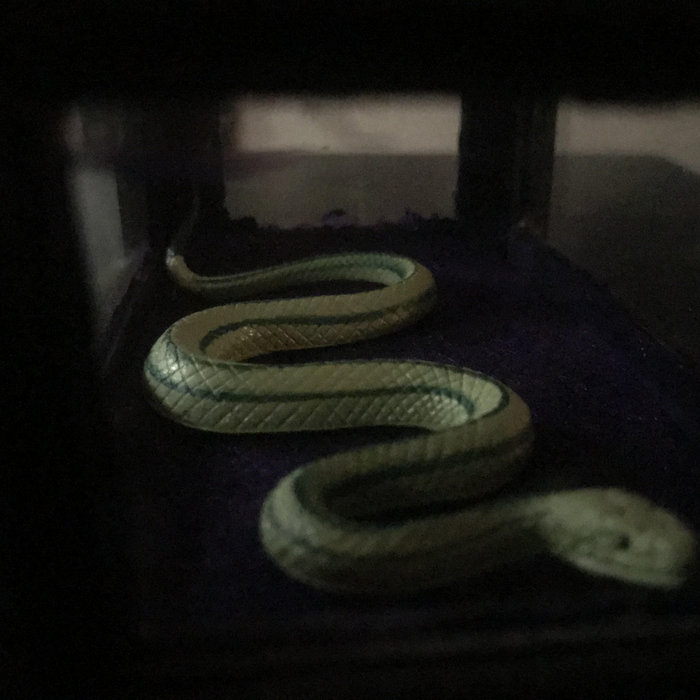 The Snakebox Singles: 01, by 7th Victim