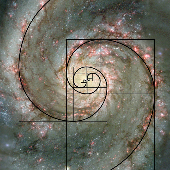 Examples of the fibonacci sequence in nature ubisse